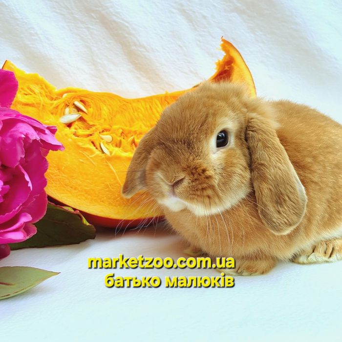 Міні кролики карликові кролики мини карликовый карликовий mini lop