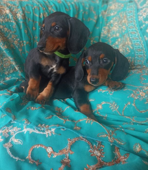 Продаються чорнопідпалі таксята хлопчики.