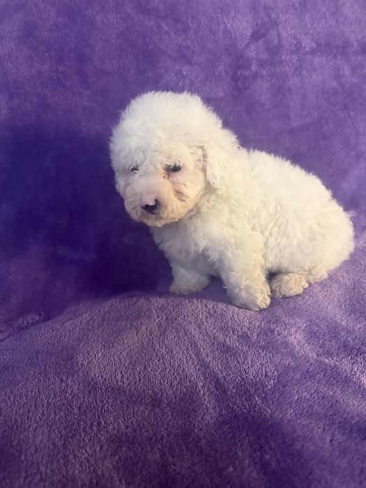 Caniche menino mini