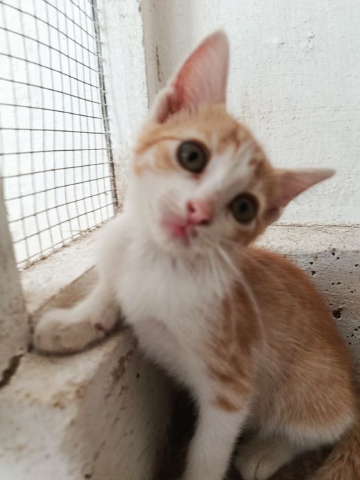 Gatinha bebé para adoção