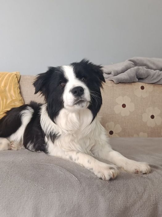 Бордер коллі, FCI, цуцики бордер коллі, дівчинка