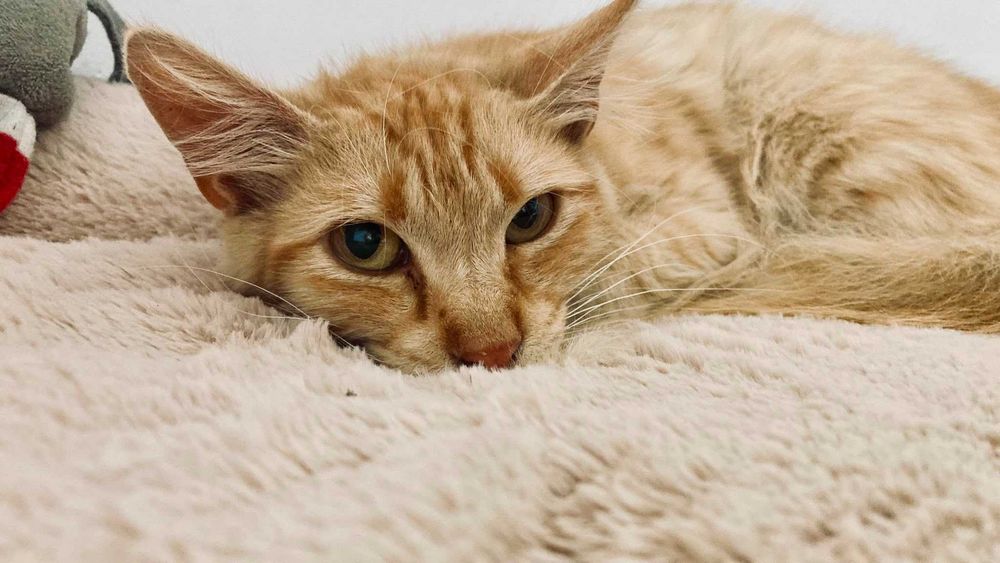 Gato para adoção responsável