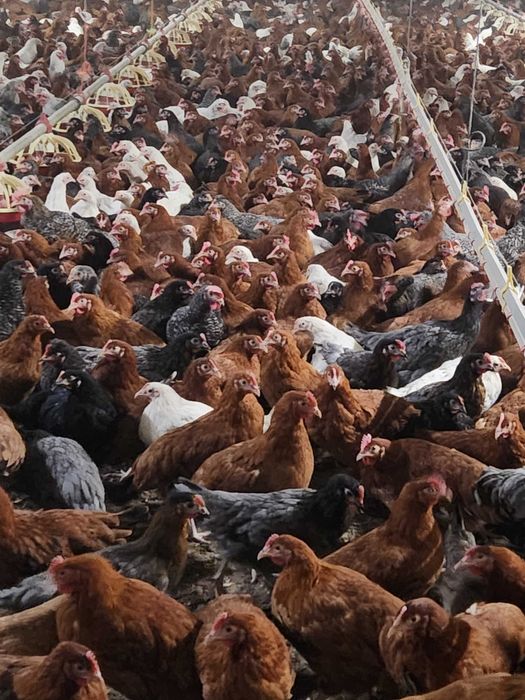 Kury nioski Rosa z pierwszym jajkiem. Leghorn z wolnego wybiegu.Dowóz