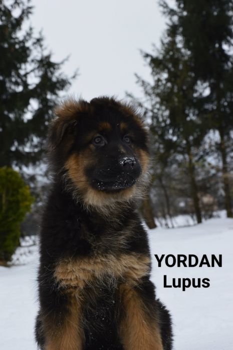 Owczarek niemiecki długowłosy - YORDAN