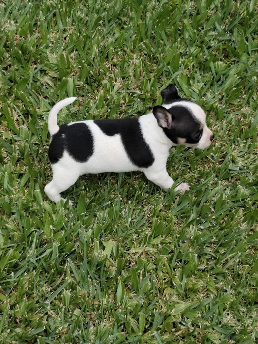 Macho chihuahua disponível