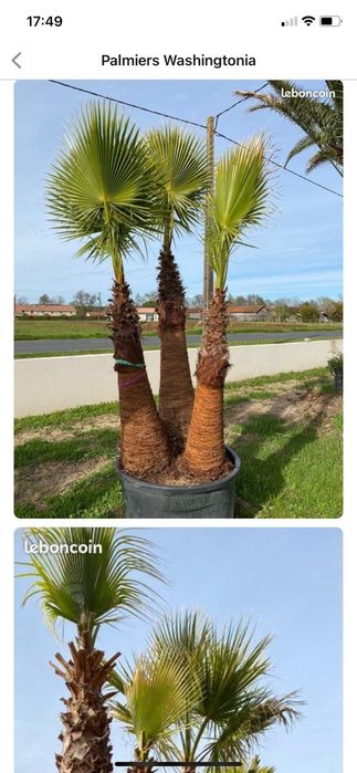 Vendo plantas exterior