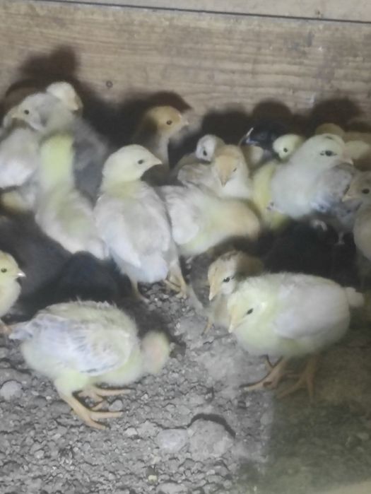 Продаю домашні підрощені  курчата