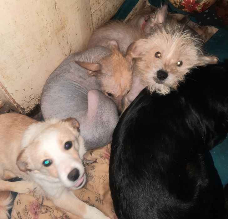 Цуценята шукають дім