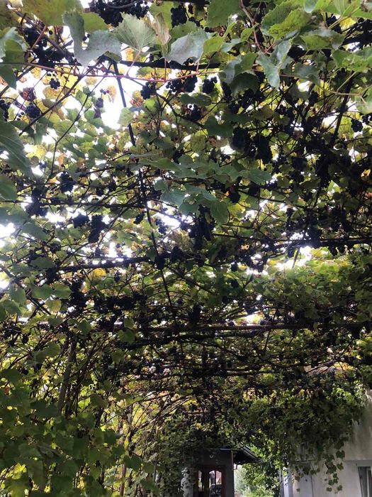 Виноград на вино