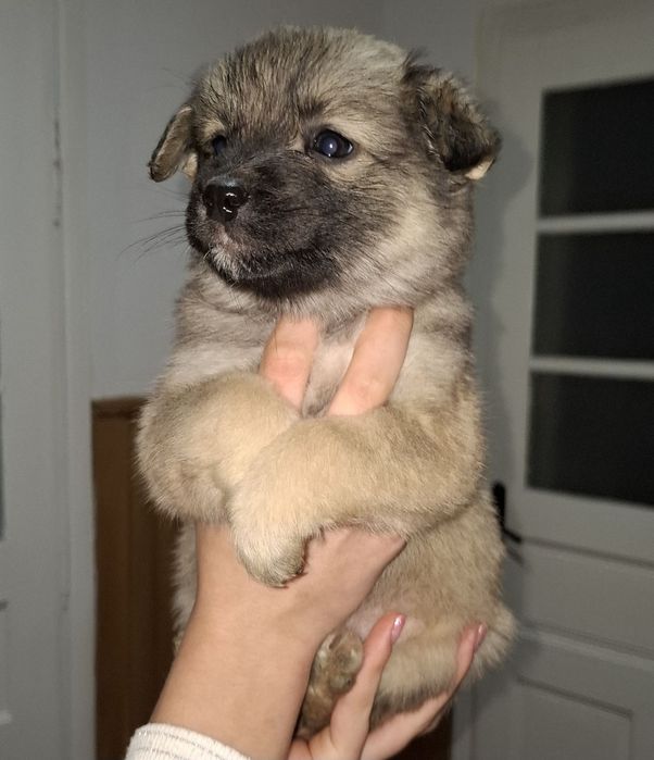 Цуценята метиси овчарки  безкоштовно