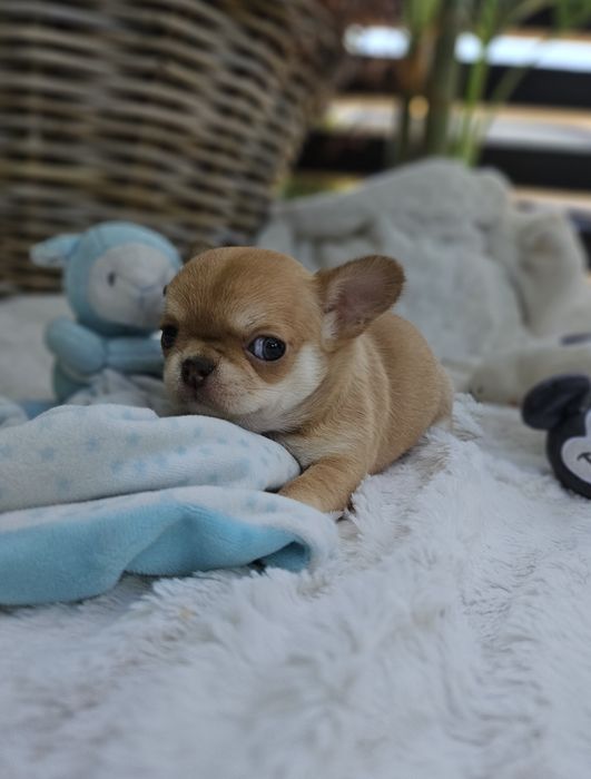 Chihuahua dziewczynka śliczna dostępna