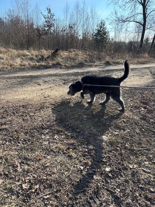 Alex, pies do adopcji