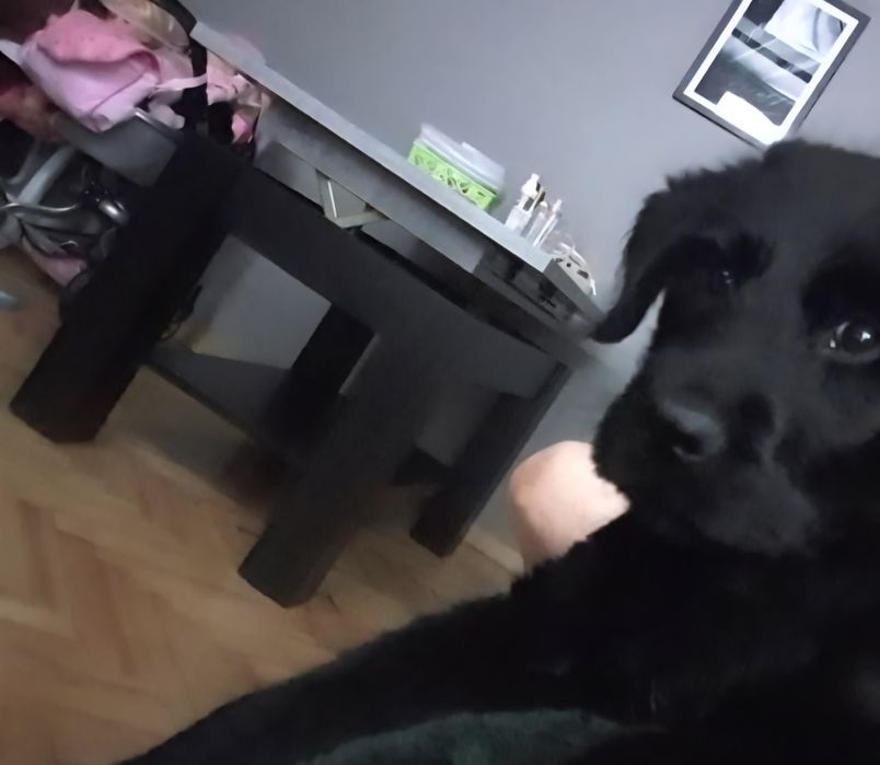 Ławostół stół stolik kawowy PÓŁ ceny ława rozsuwana podnoszona MAZZONI