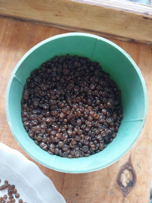 Klej stolarski skurny