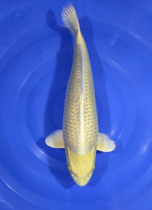 Karpie Koi na sprzedaż