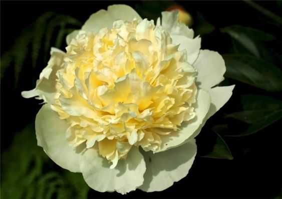 Півонія - королева саду