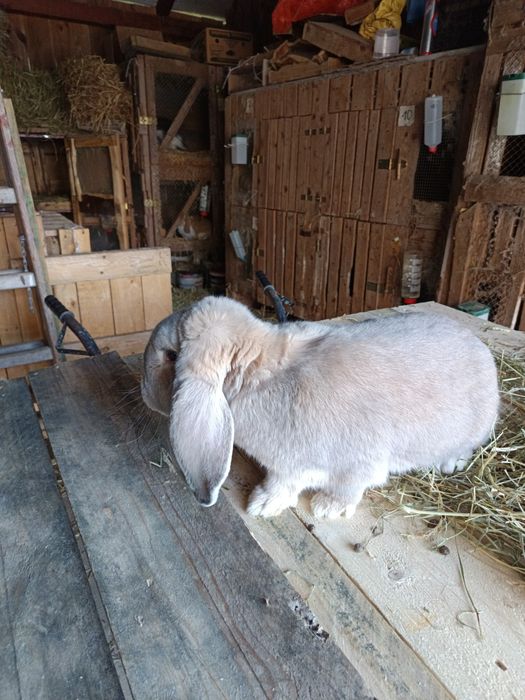 Baran francuski samiec 12 miesięcy izabelowaty