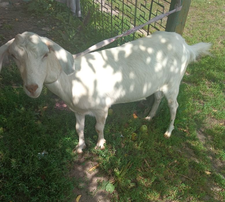 Продам стадо кіз