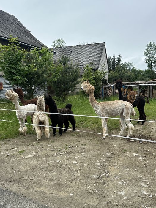 Alpaka Alpaki  samiec samice