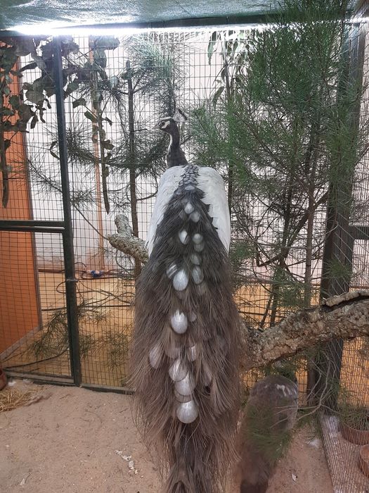 Pavões  de várias  raças