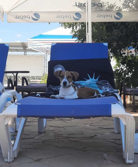 Джек рассел, мальчик 2,5 года ищет невесту. Николаев.