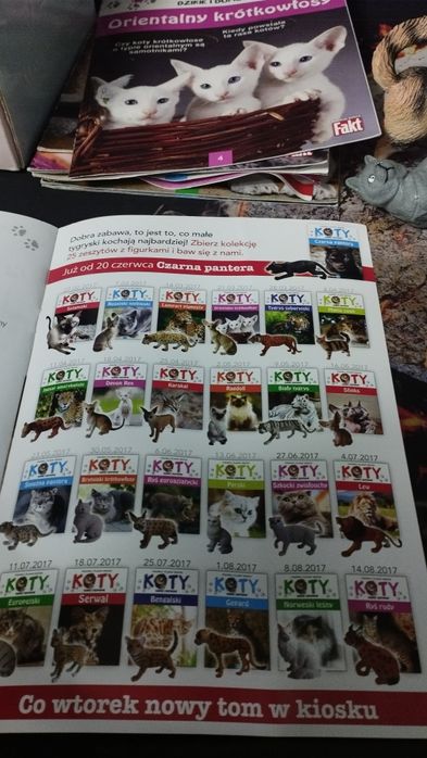 Rasy kotów - kolekcjonerskie