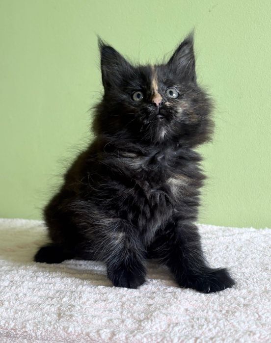 Maine Coon - czarna szylkretka !