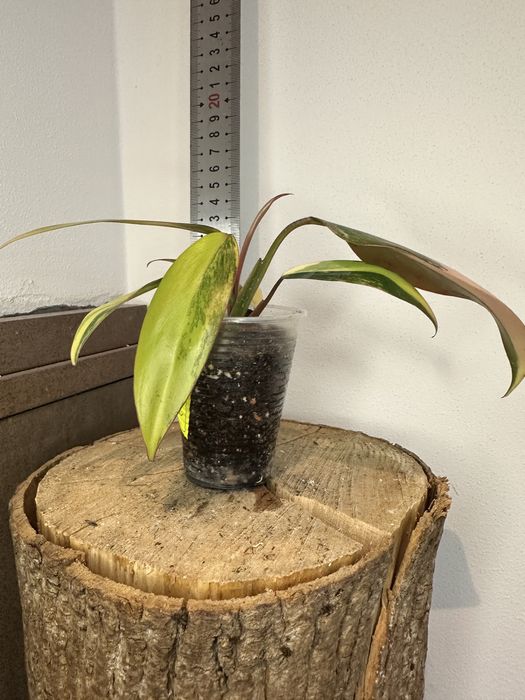 Філодендрон  Philodendron  Red Emerald var.