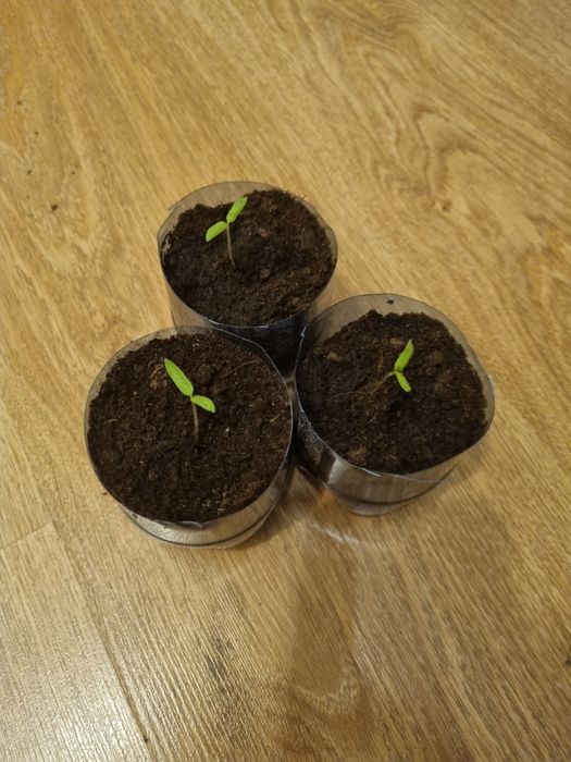 Sadzonki pomidorów koktajlowych 35 sztuk