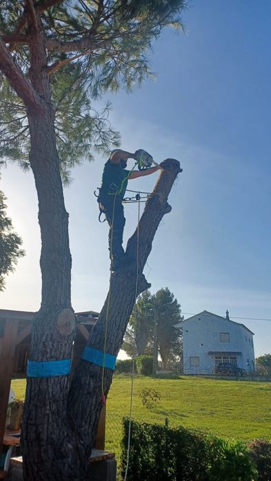Abate de árvores/Podas e palmeiras