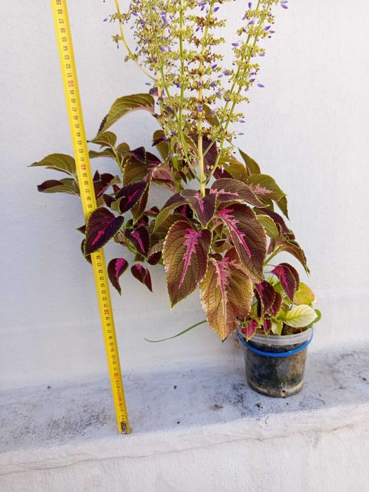 Plantas variadas