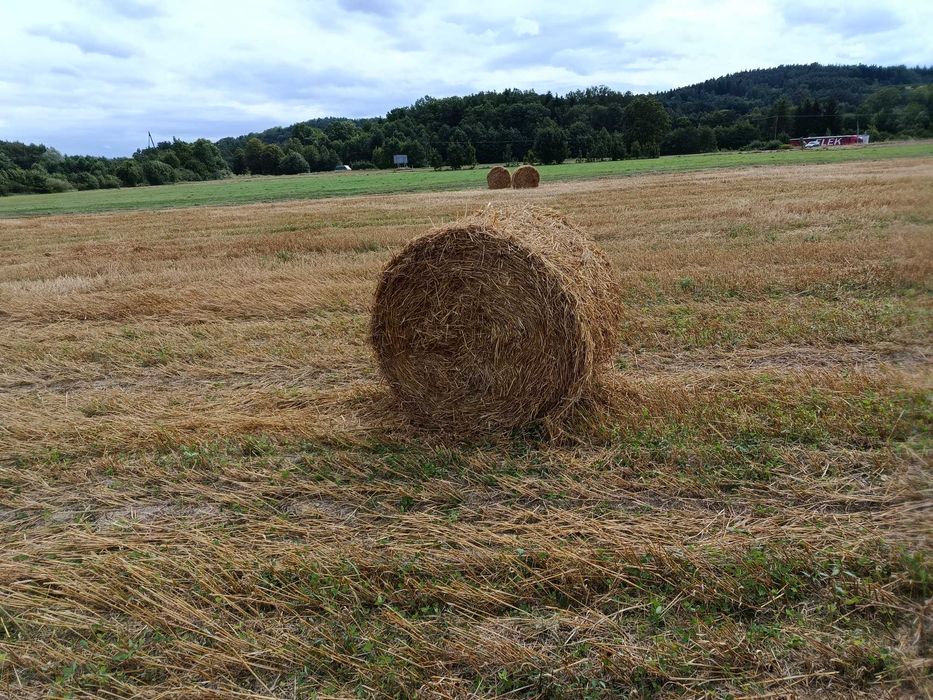 Sprzedam słomę tegoroczną