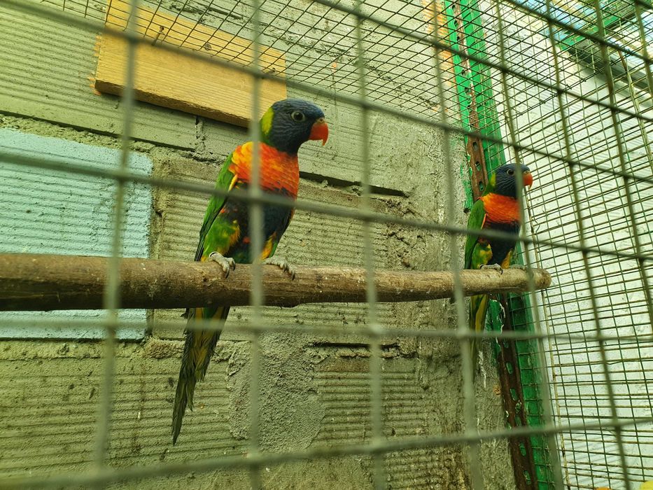 Loris molucanus M e F