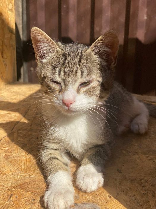 ДЗВОНІТЬ Кошенята в добрі руки котята