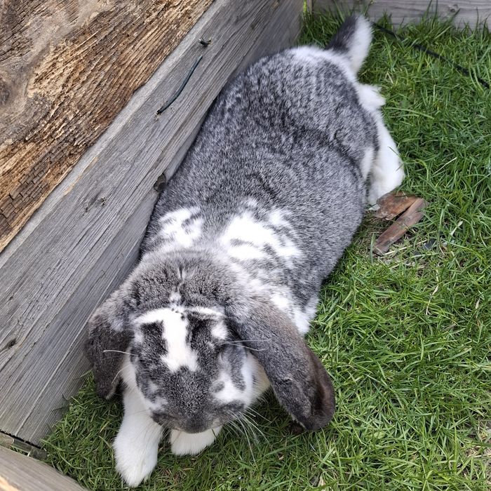 Baran Francuski samica