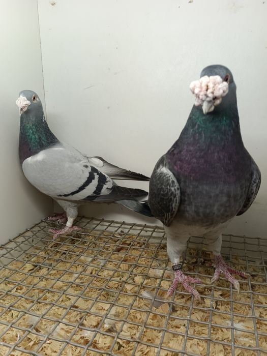 Gołębie Staropolskie