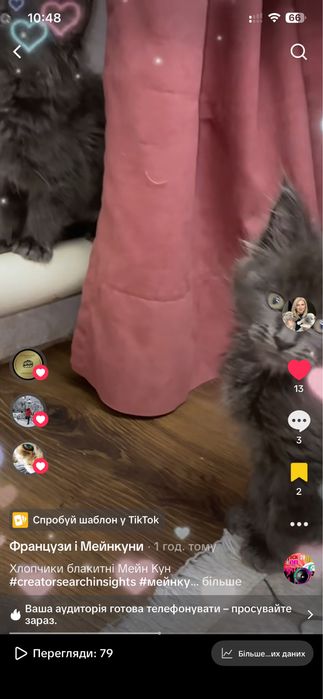 Мейнкун кошенята