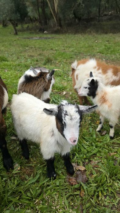 Reserva cabritos anões