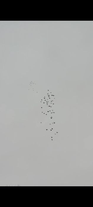 Gołębie orliki szariki