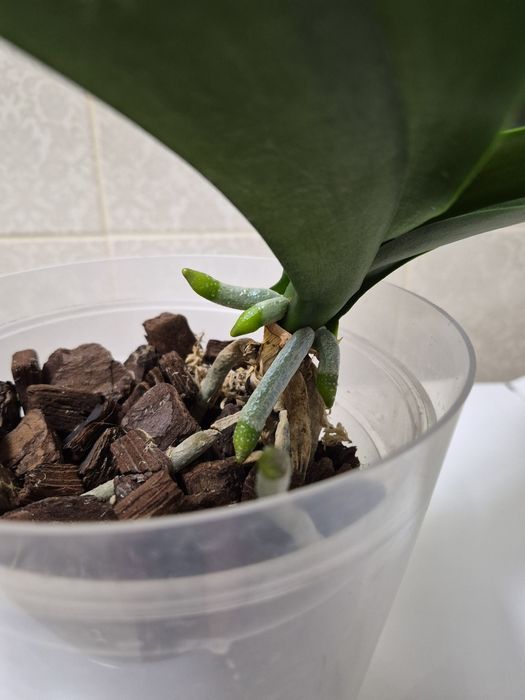 Орхидея фаленопсис Black Stripes