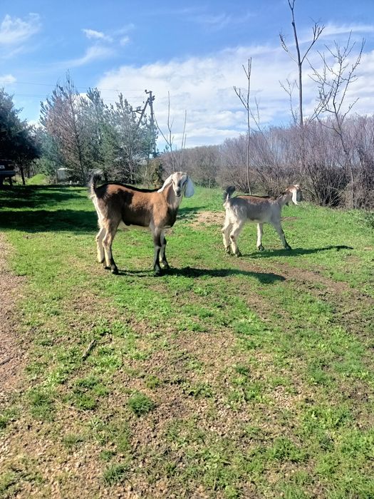 Нубійські козенята