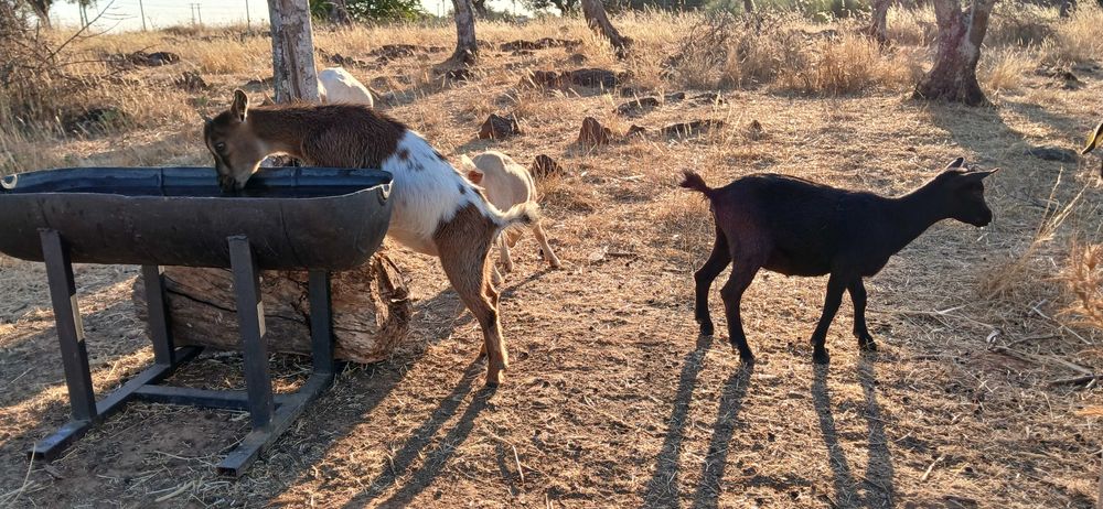 Pequeno rebanho cabras anãs