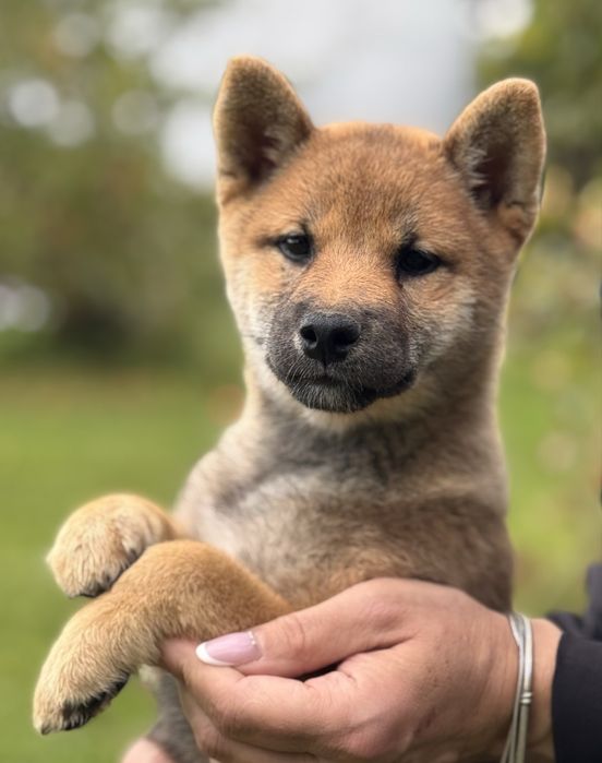 NATSUMI suka sunia shiba inu FCI ZKwP Gotowa do odbioru