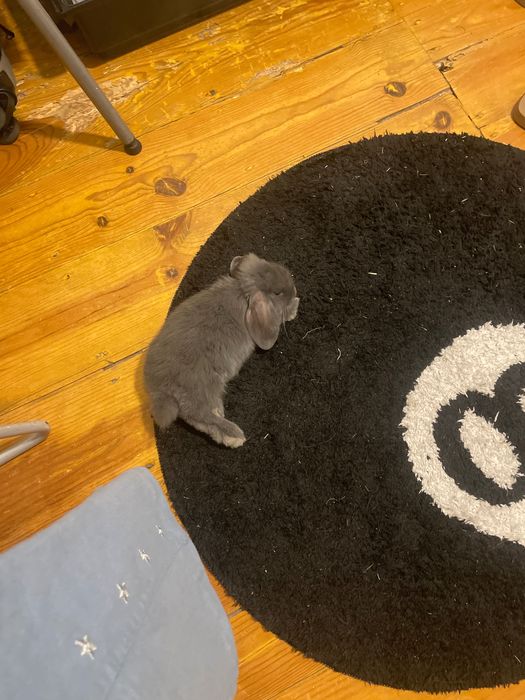 coelho anão 6 meses