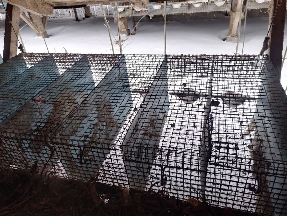 Srzedam klatki z siatkii