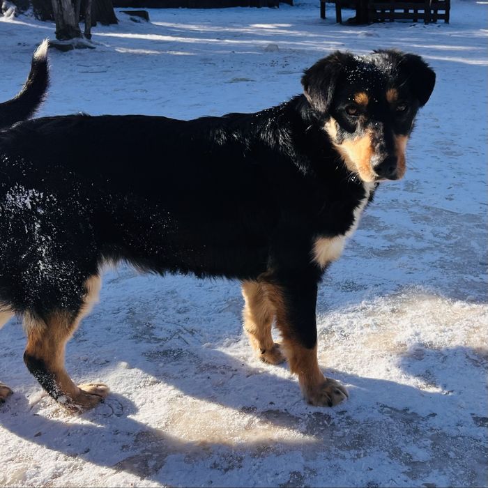 Стерилизованая не большая собачка Тесла