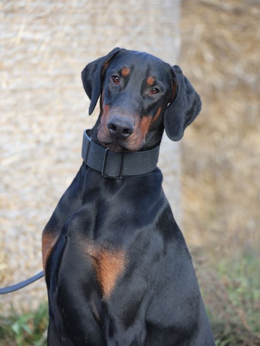 Хдопець. Доберман