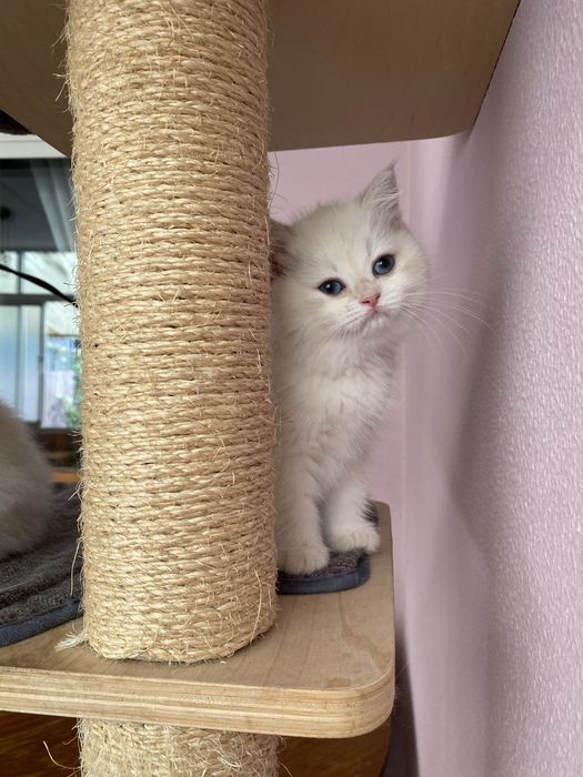 Gato British shorthair branco