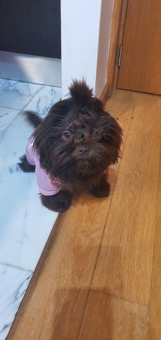 Shitzu cor chocolate