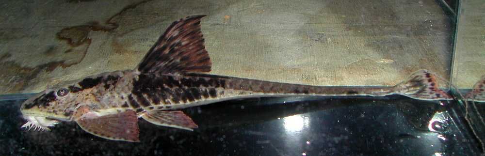 Rineloricaria sp Rio Atabapo